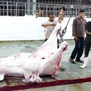 ذبح الأضحية