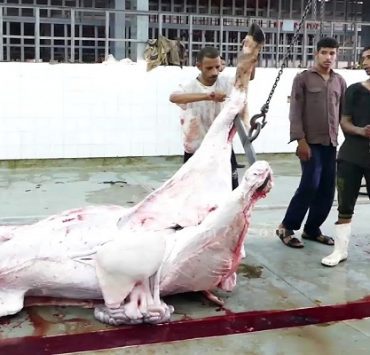 ذبح الأضحية