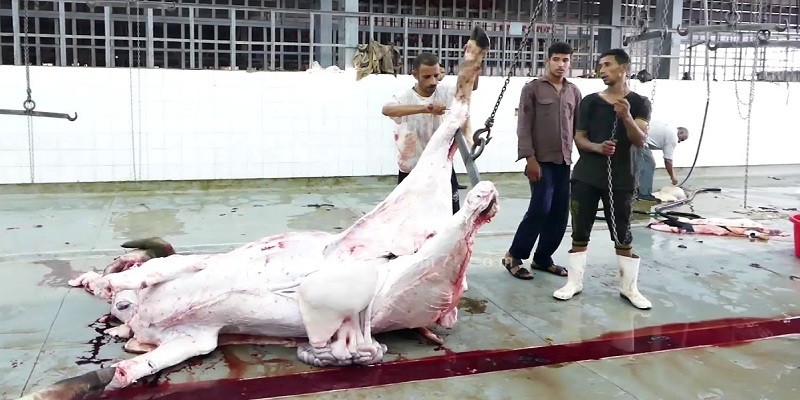 ذبح الأضحية