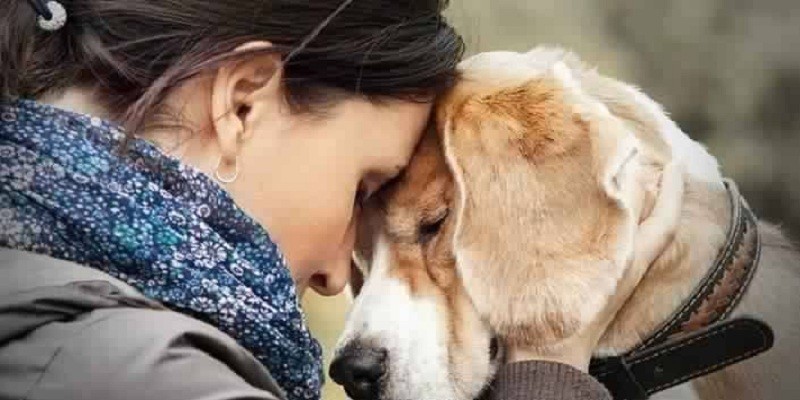 تربية الكلاب