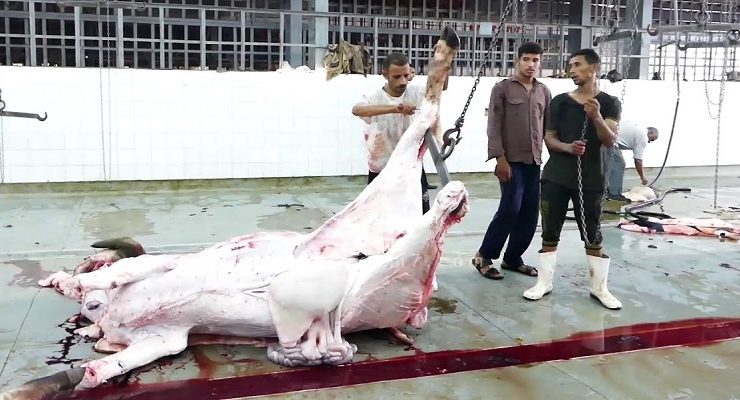 ذبح الأضحية