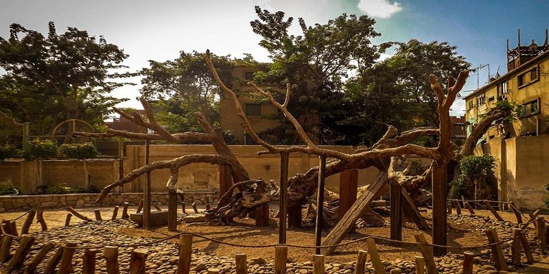 الأشجار المقدسة (3) أمنا السماوية شجرة مريم الأشجار المقدسة