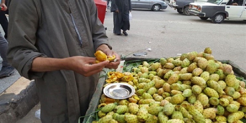 التين الشوكي