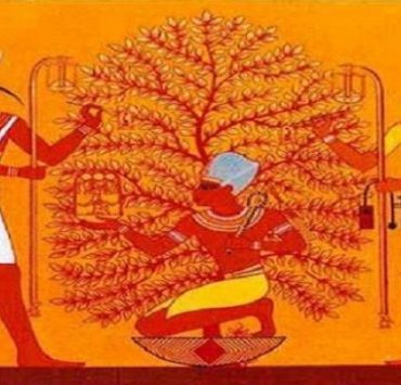 شجرة الجميز