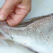 مقطع السمكة وديلها