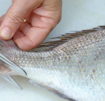 دليل استخدام ايباد كشاشة ثانية للكمبيوتر العامل بأنظمة تشغيل ويندوز أو macOS مقطع السمكة وديلها