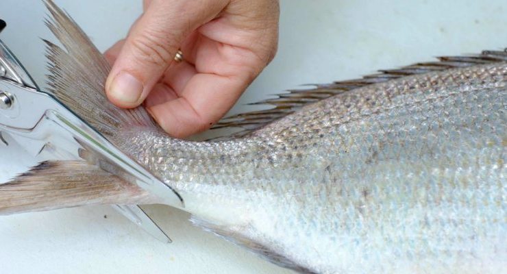 مقطع السمكة وديلها