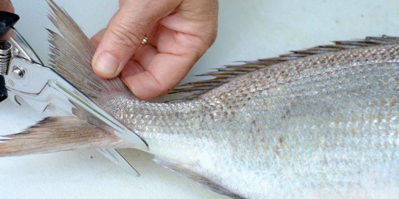 مقطع السمكة وديلها