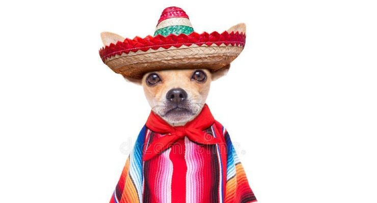 الكلب المكسيكي