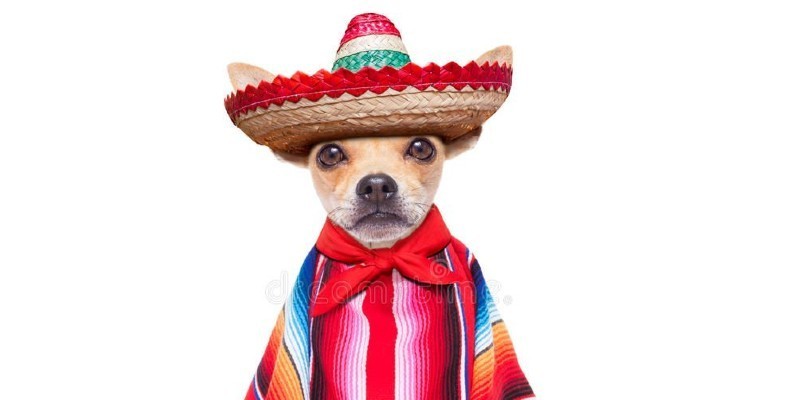 العلاقات (1): الهروب التكتيكي للكلب المكسيكي الكلب المكسيكي