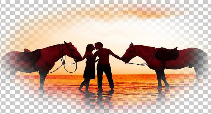 الحصان والرومانسية