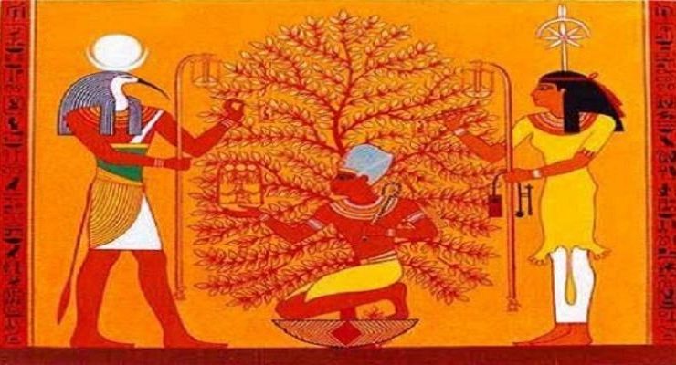 شجرة الجميز