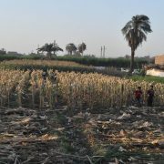 المجاهدة آمنة دهشان