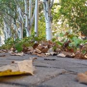 روبرت ليستون