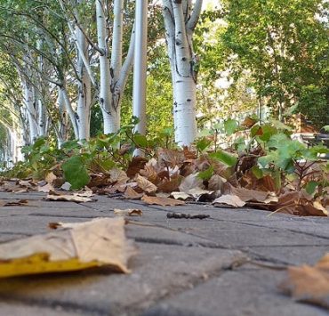 روبرت ليستون