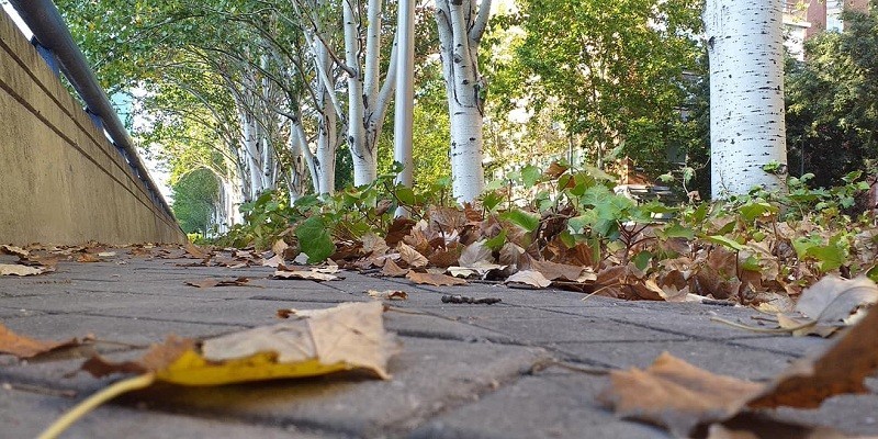 رسائل لم ترسل بعد (1) الخريف