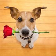 الأهلي والزمالك