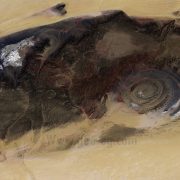 ايقاف التشغيل التلقائي للفيديو