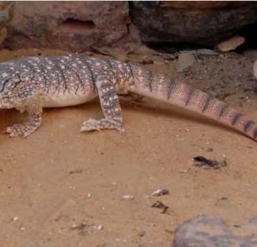 اتكلموا يا جبناء