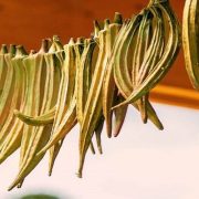 الباميا الناشفة أو الويكا اكلتي النفضلة التي لا يمحوها زحام الأحداث والأشخاص