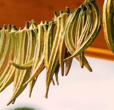 الباميا الناشفة أو الويكا اكلتي النفضلة التي لا يمحوها زحام الأحداث والأشخاص