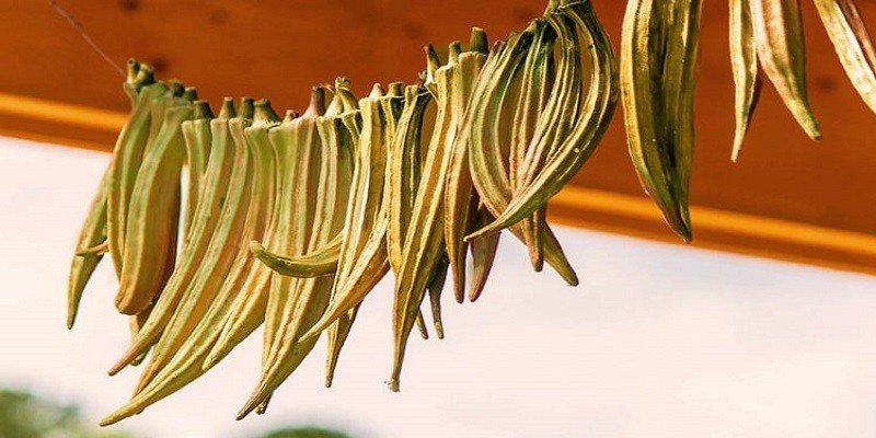 الباميا الناشفة أو الويكا اكلتي النفضلة التي لا يمحوها زحام الأحداث والأشخاص