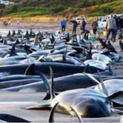 انتحار الدلافين