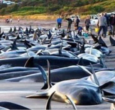 انتحار الدلافين