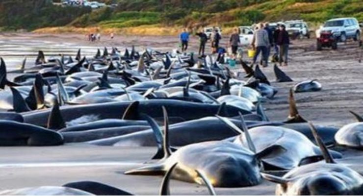 انتحار الدلافين