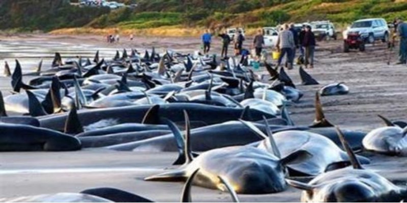 انتحار الدلافين