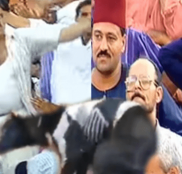 الأصالة في السفالة