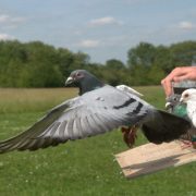 الحمام الزاجل