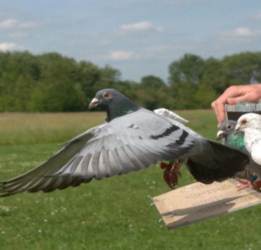 الحمام الزاجل