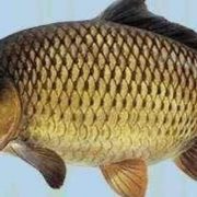 معالجات الهواتف الذكية