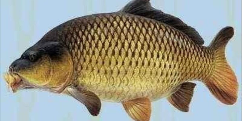 المخبولون في الأرض 2..جارة احتفظت بالسمكة مبروكة لجلب الرزق فانقطع عنها! السمكة مبروكة