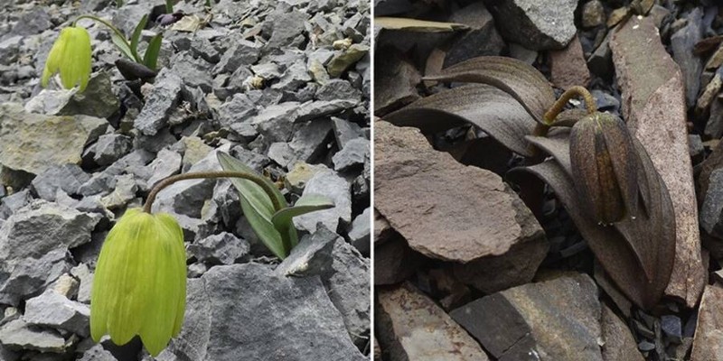 العلماء يكتشفون نبات غير لونه الأصلي ليتمكن من الاختباء من البشر نبات