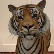 خاصية جوجل 3D Animals ... ما هي وكيفية استخدامها والتقاط الصور والفيديو بها