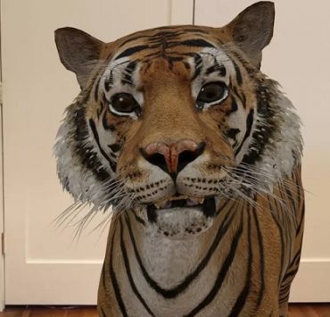 خاصية جوجل 3D Animals ... ما هي وكيفية استخدامها والتقاط الصور والفيديو بها