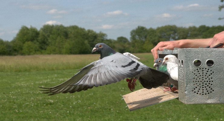 الحمام الزاجل