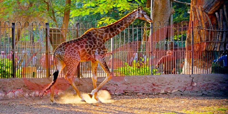 الزرافة الجديدة