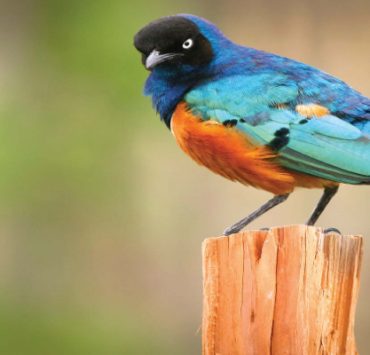 هلّاَ استمعتم لمتضررة من ختان الإناث “خواطر فتاة مختونة” الزرزور