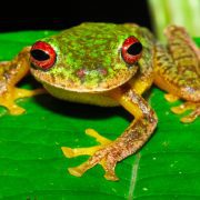 أحمد باشا المنشاوي