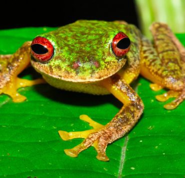 أحمد باشا المنشاوي