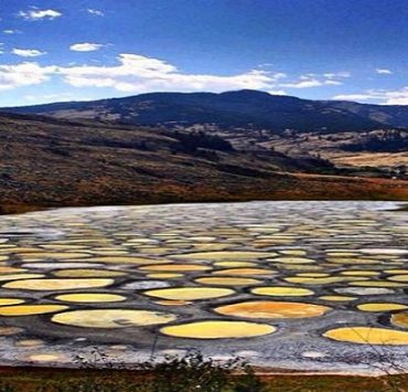 تغريد الشحات