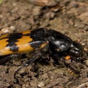 تركي آل شيخ