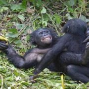 عبدالحليم حافظ