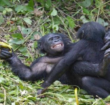 عبدالحليم حافظ