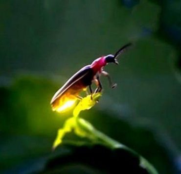 يوسف القرضاوي وسيد قطب