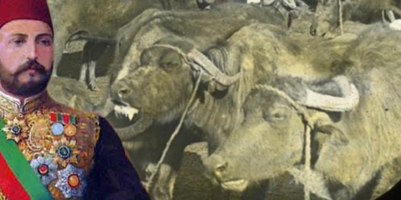 حكاية وليمة فحول الجاموس التي أشرف عليها الخديوي توفيق لاستقبال أخويه من المنفى الخديوي توفيق