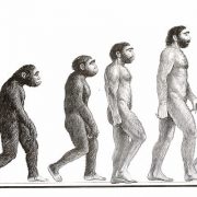 نظرية التطور